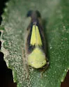 Gloridonus eburatus - photo 2