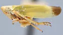 Gloridonus effusus