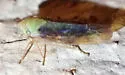 Gloridonus gerula - photo 2