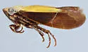 Gloridonus pulcher