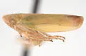 Gloridonus verutus