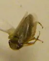 Gloridonus vescus