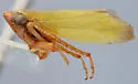 Gloridonus xyston