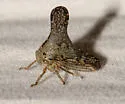 Glossonotus acuminatus - photo 2