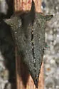Glossonotus acuminatus - photo 3