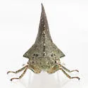 Glossonotus acuminatus - photo 4