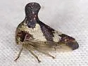 Quince Treehopper - photo 3