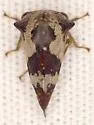 Quince Treehopper - photo 4