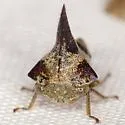 Quince Treehopper - photo 5
