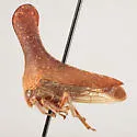 Glossonotus nimbatulus