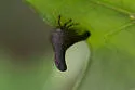 Glossonotus nimbatulus - photo 4