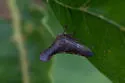 Glossonotus nimbatulus - photo 5