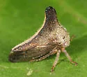 Glossonotus turriculatus
