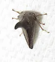 Glossonotus turriculatus - photo 4