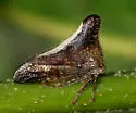 Glossonotus univittatus