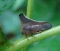 Glossonotus univittatus - photo 3
