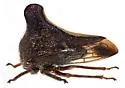 Glossonotus univittatus - photo 4