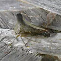 Glossonotus univittatus - photo 5