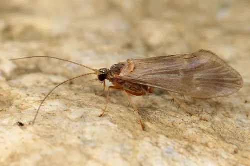 Glossosoma boltoni