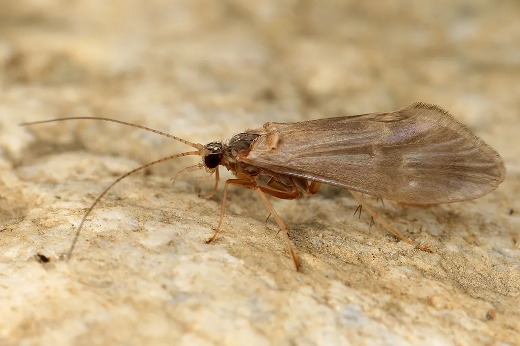 Glossosoma boltoni - photo 2