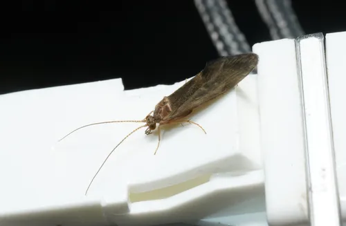 Glossosoma conformis