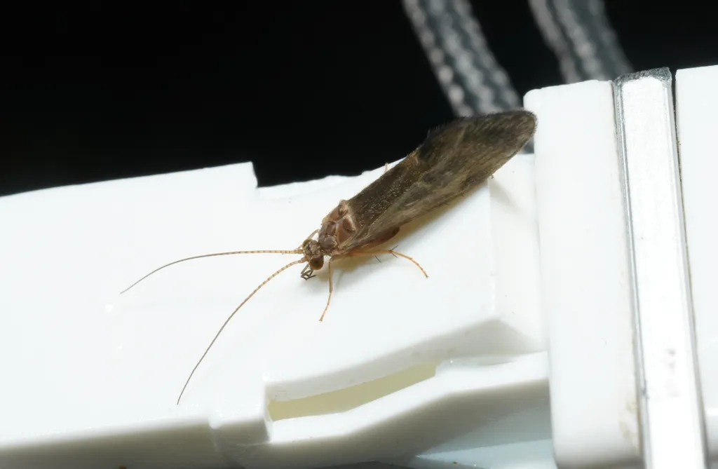 Glossosoma conformis - photo 2