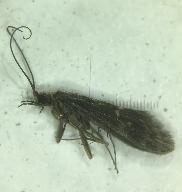 Glossosoma idaho - photo 3