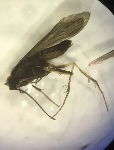 Glossosoma montanum