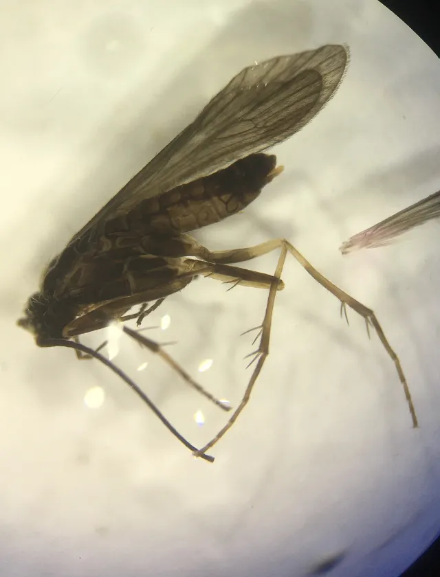 Glossosoma montanum - photo 2