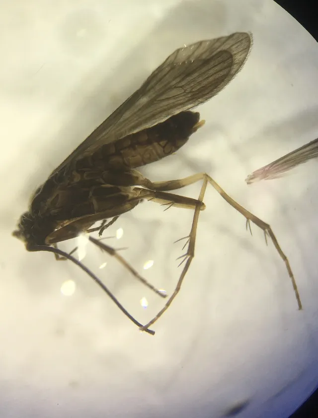 Glossosoma montanum - photo 3