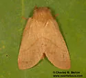 Gloveria howardi - Hodges#7693