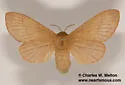 Gloveria howardi - Hodges#7693 - photo 2