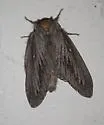 Gloveria sphingiformis - Hodges#7697 - photo 2