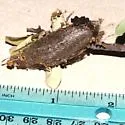 Gloveria sphingiformis - Hodges#7697 - photo 4