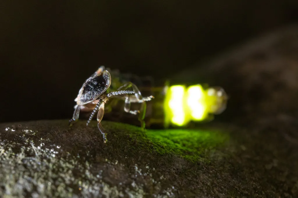 Glow-worm - photo 2