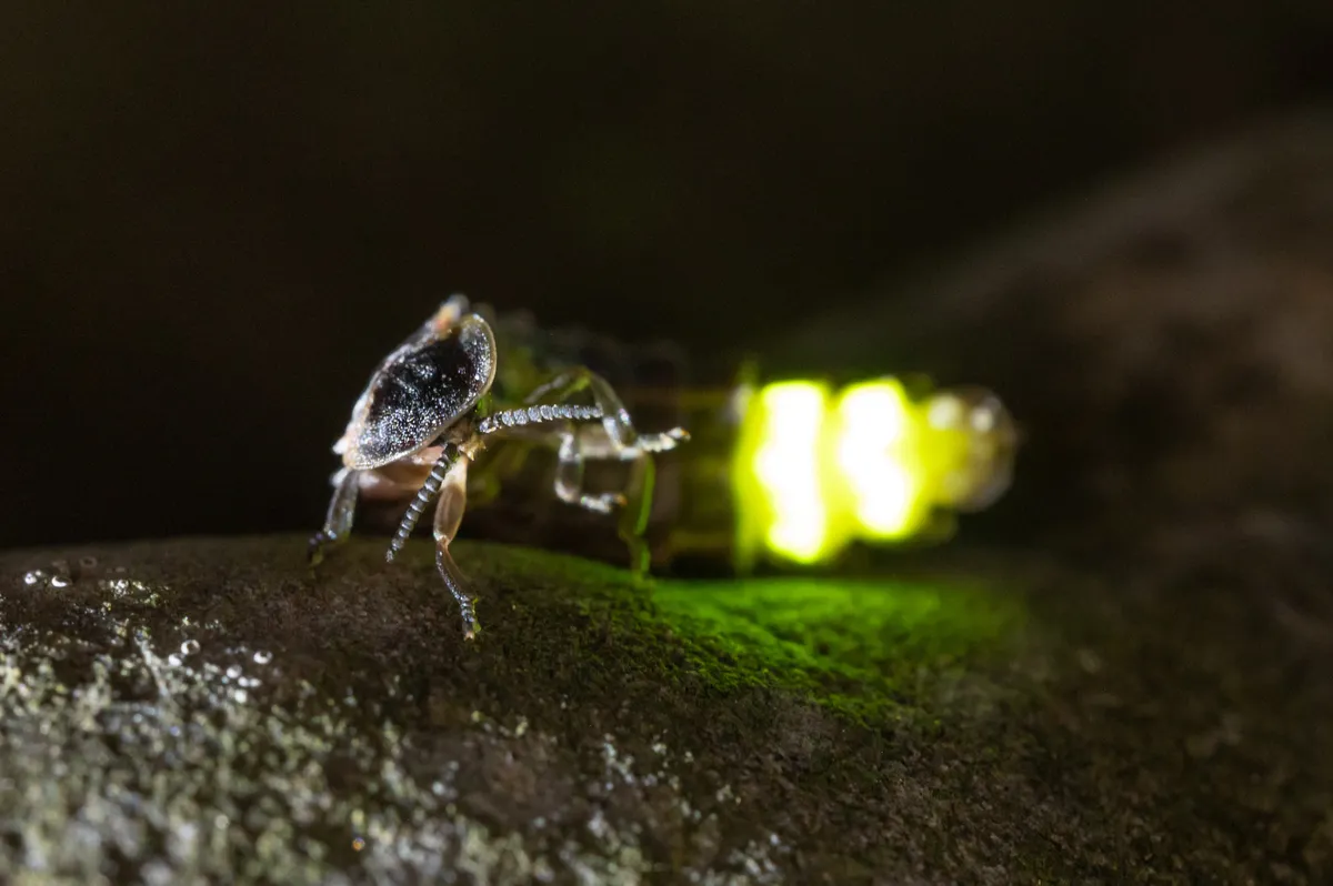 Glow-worm - photo 3