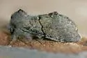 Gluphisia lintneri - Hodges#7934