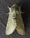 Gluphisia lintneri - Hodges#7934 - photo 4