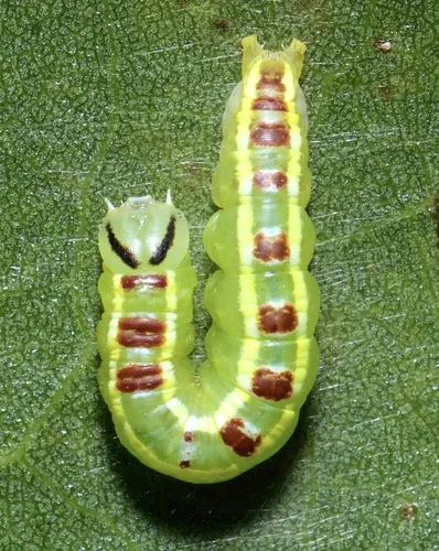 Common Gluphisia - Hodges#7931
