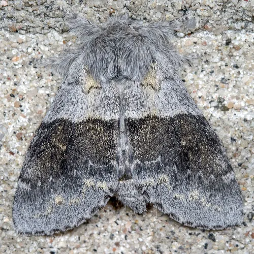 Common Gluphisia - Hodges#7931 - photo 3