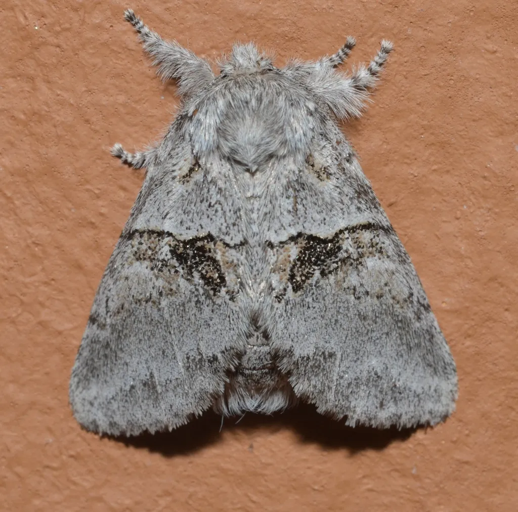 Common Gluphisia - Hodges#7931 - photo 6