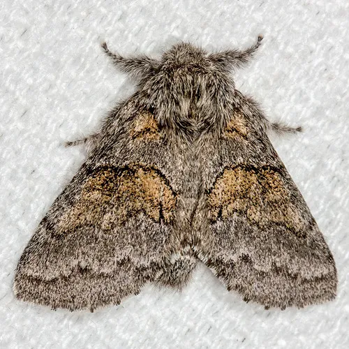 Common Gluphisia - Hodges#7931 - photo 8