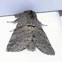 Gluphisia severa - Hodges#7935 - Gluphisia severa