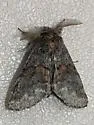 Gluphisia severa - Hodges#7935 - photo 2