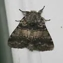 Gluphisia severa - Hodges#7935 - photo 3