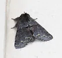 Gluphisia severa - Hodges#7935 - photo 5
