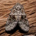 Gluphisia wrightii - Hodges#7932