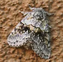 Gluphisia wrightii - Hodges#7932 - photo 2