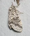 Gluphisia wrightii - Hodges#7932 - photo 4