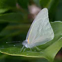 Florida White - Hodges#4190